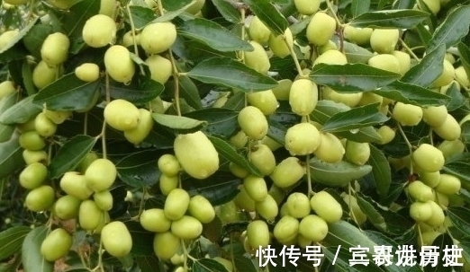 树苗|养花不如栽果树，试试种几款果树，果子大又甜