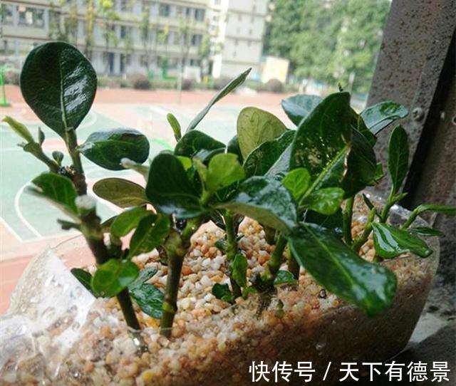 绿萝|一场秋雨一场寒，秋雨后适合扦插6种花，爱生根，爱生长