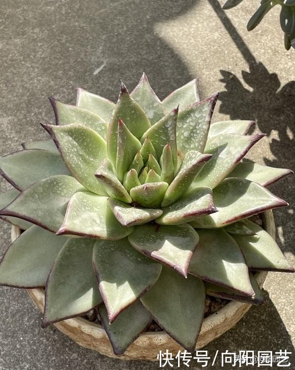 夏天|夏天养多肉，必做这3点，否则就黑腐！原来露养多肉也有缺点