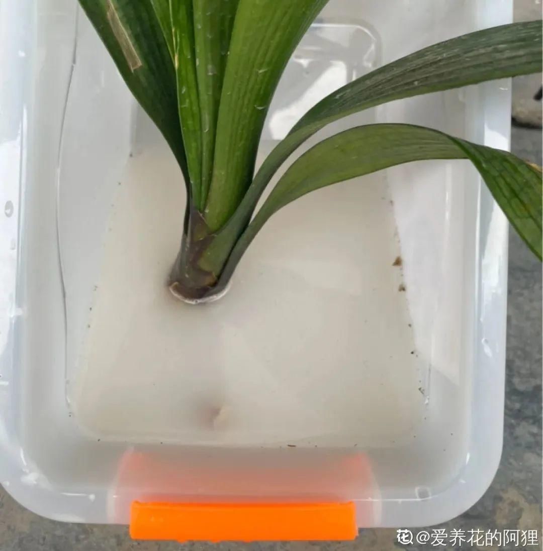 浇水|警惕秋老虎，别让你的花，度过夏天，却死在秋天