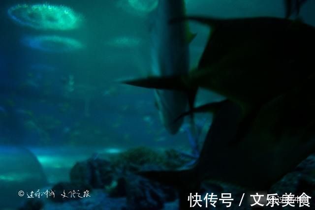 鱼类|泰国水族馆的怪象：欧美游客最爱去，中国游客零零散散