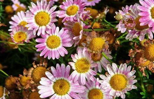 4种便宜花,养在阳台超美的,开花特漂亮,给点阳光就灿烂