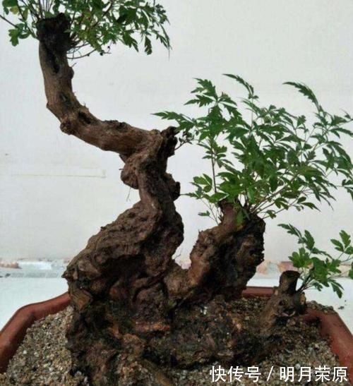 山上2种“疙瘩树”，苍劲古朴、树姿优美，经常被用来做盆景