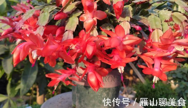 蟹爪兰想四季开花？1个“小开关”要知道，打开不分季节花开不停
