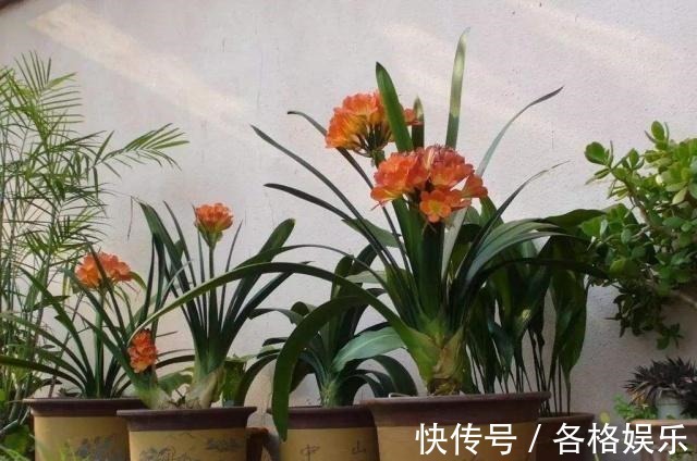 认清君子兰的“开花之道”讲究大!从此年年开花,从不夹箭!