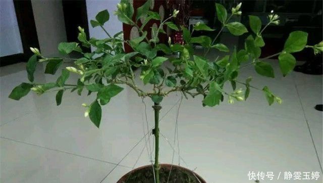 养茉莉花，剪几刀，拉个枝，茉莉新芽呼呼窜，花开满树，又多又香