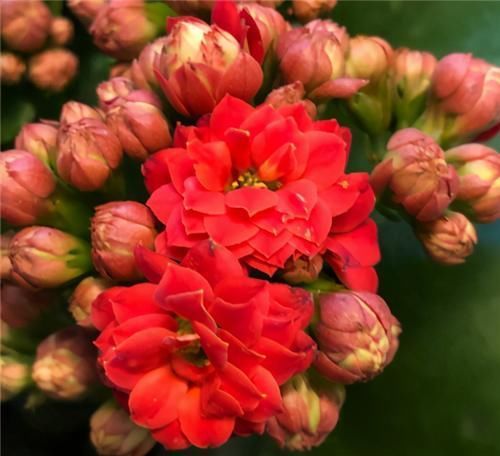 浇水|长寿花不现苞?直接“放大招”,花苞直冒,开花不断大半年