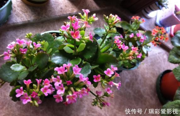 温度|不愿长寿花冬天黄叶、花刚开就掉落,浇水切记遵循这3规则