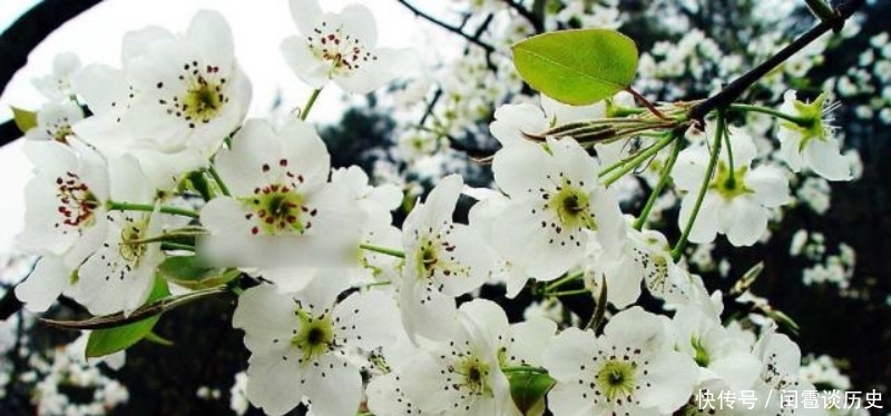 也正|苏轼最具有哲理的一首诗,人生看得几清明,读懂了一定是受益终生