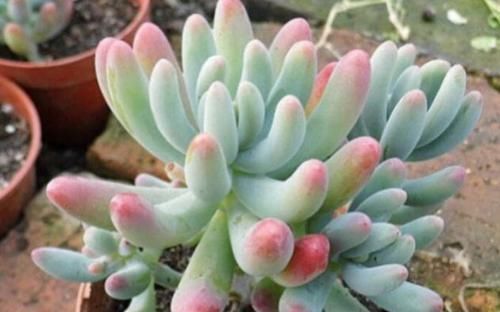 多肉植物|多肉叶子不着色,该怎么解决?做到这些,上色容易还格外好看