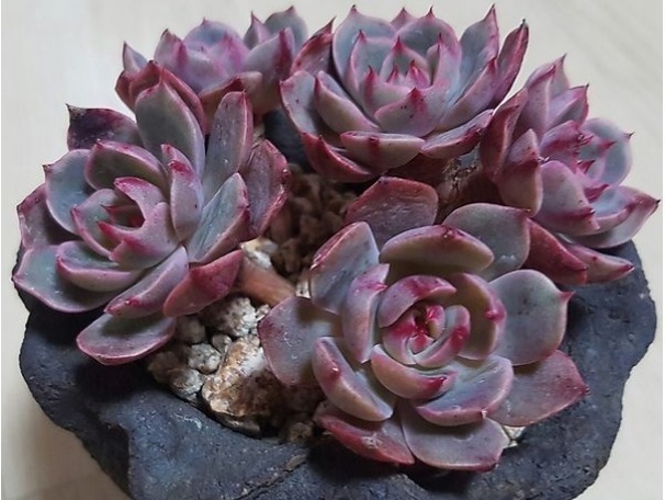 落叶|多肉总是掉叶片怎么办以下3个问题多注意,多肉叶片肥厚又健康