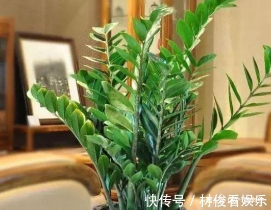 财源|自带“财气”的三种花,在家里养上几盆,一年四季财源不断