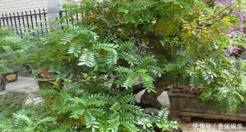 室内常摆放2种绿植，空气越来越好，让家人轻松拥有好睡眠