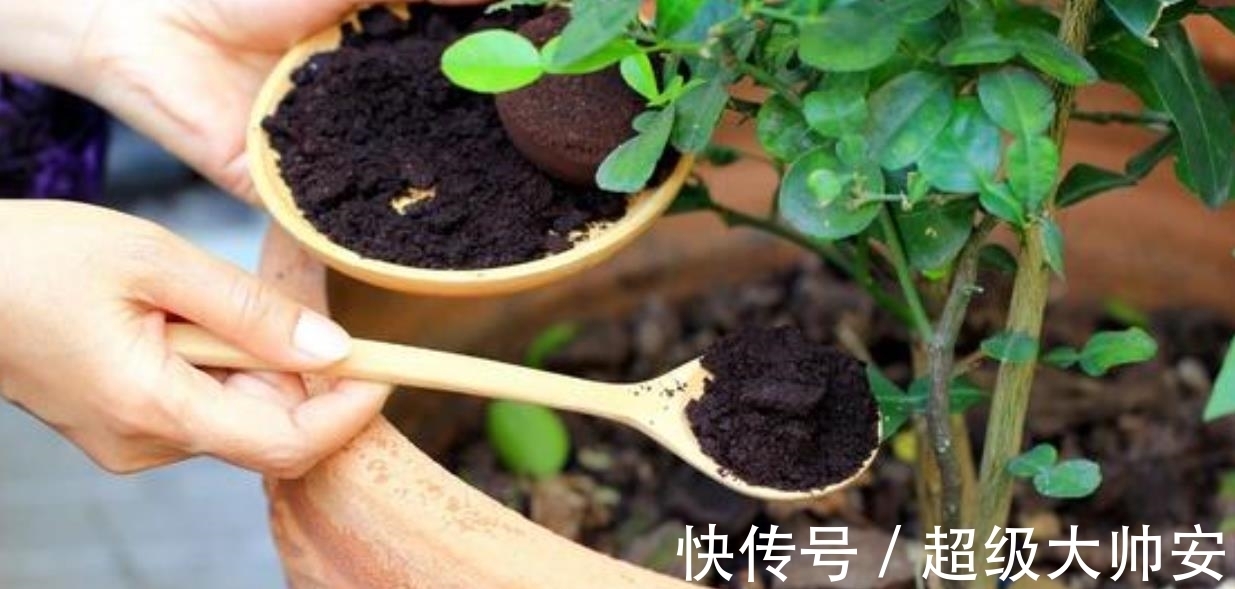 冬天植物养不好，别怪天气，方法不对