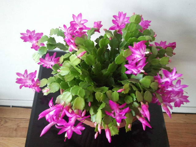 养花高手用这3招,蟹爪兰不烂根,不干瘪,叶硬花艳长成瀑布