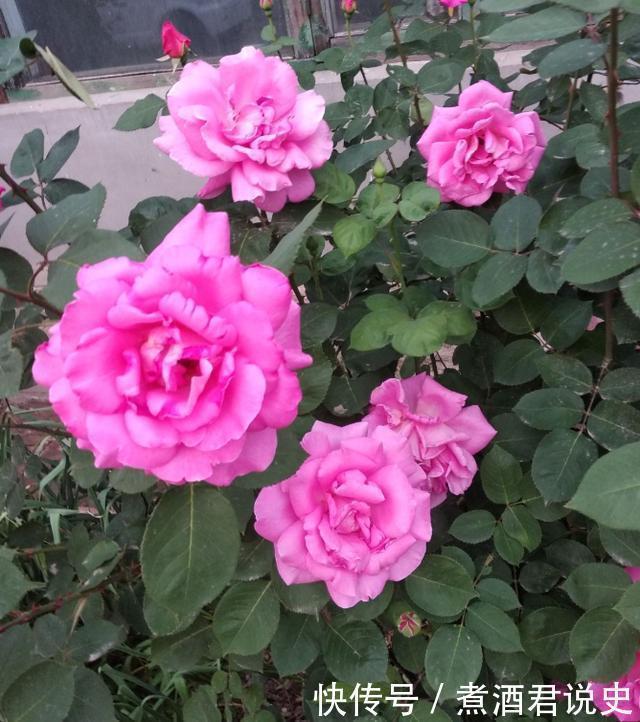 多菌灵|扦插最佳时期到了,有这花赶紧插,沾土就能活!