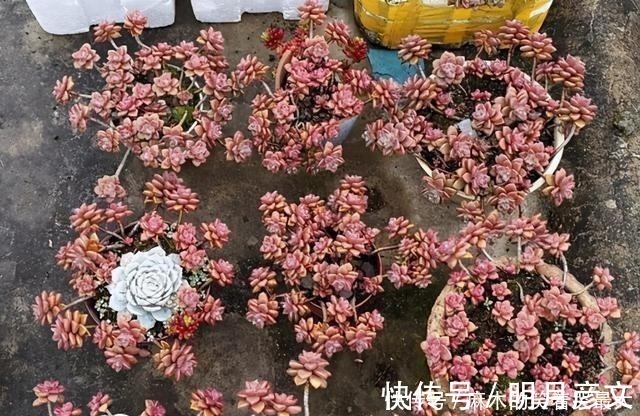 姬胧月|这“三多肉”是爆崽小能手，遇水疯长“寓意好”，却被当作低端货！