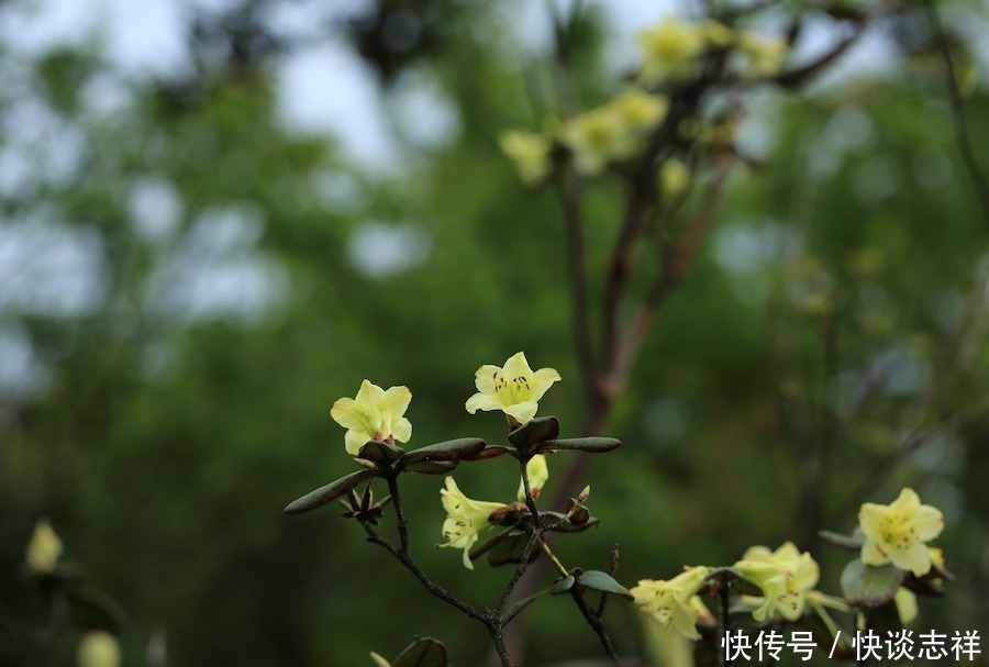 自然散步杜鹃，影响了世界园林格局的中国原生植物