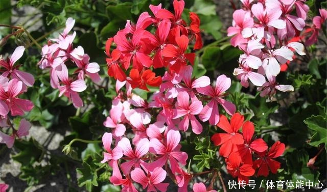 天竺葵“散漫无型”用上3个方法,不但株型优美,开花还格外多!