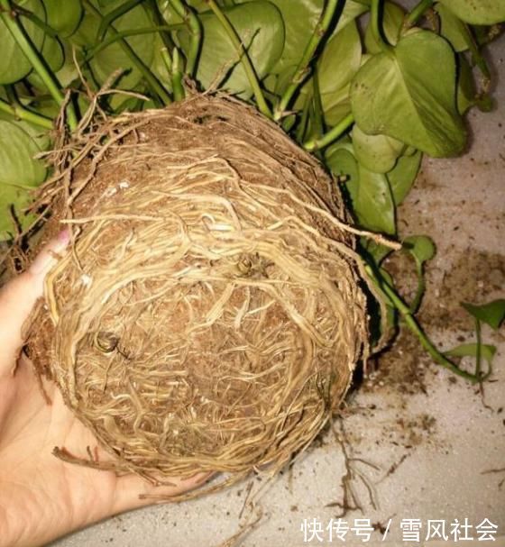 根系|养花“杀手”都有的5个毛病,难怪买花“养1盆死1盆”,要改正了
