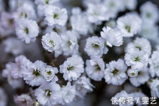 满天星只在初夏开花 用这个方法调控花期 四季看花 快资讯