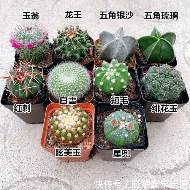 九种“养不死”的花，绿萝只能排最后一名，再养不活只能买假花了