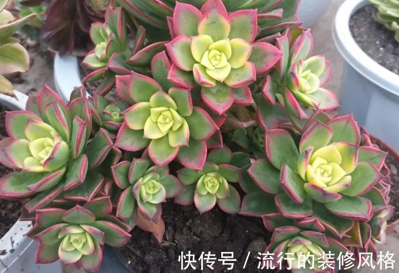 修剪|多肉艳日辉，看着不起眼，但做好这些却能轻松养成老桩