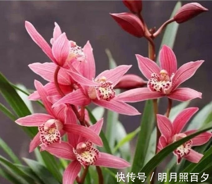 4种花养家里,满屋飘香,比香水还好闻,给你一片花海!