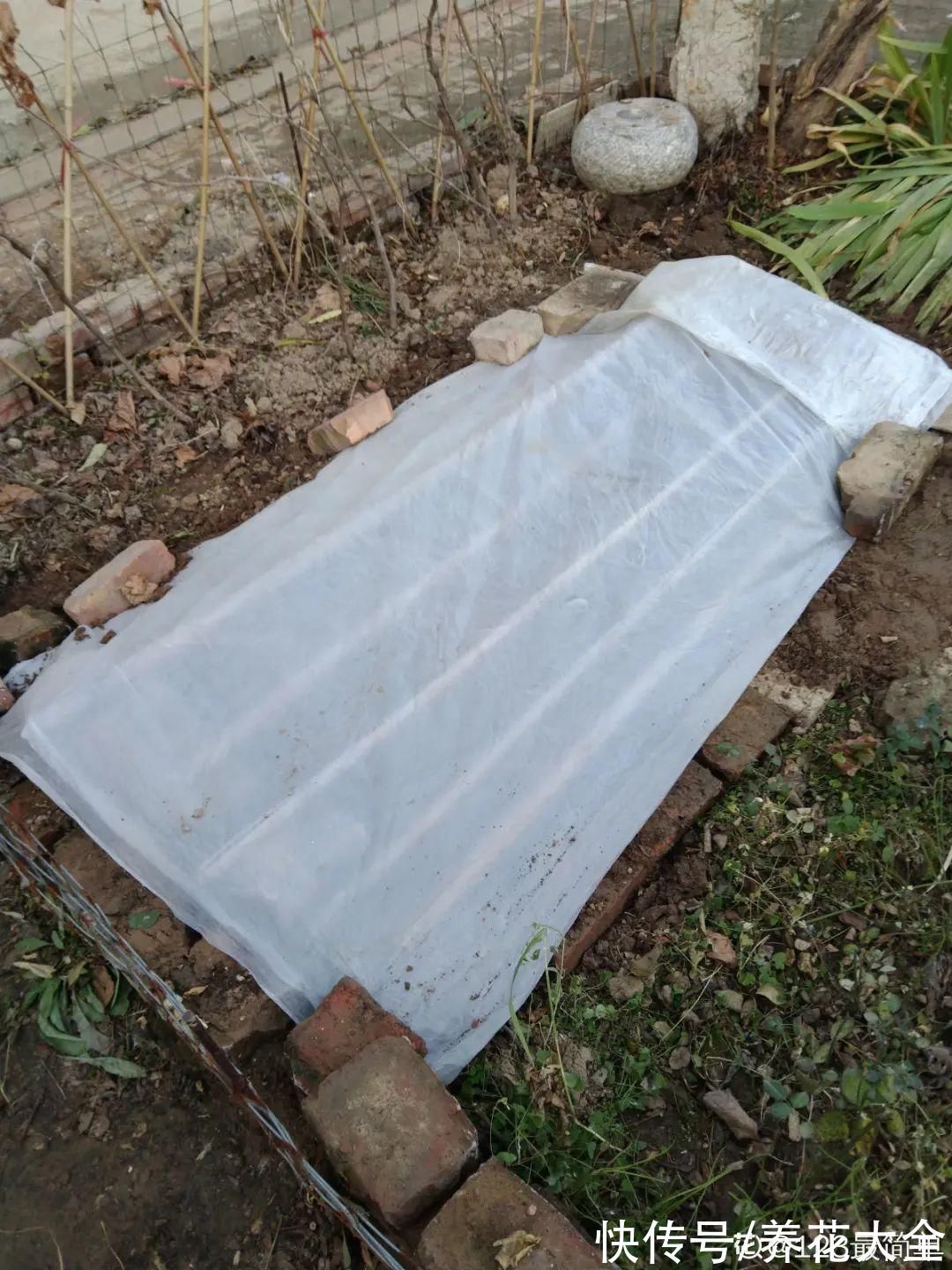 冬天扦插,最简单的方法学起来,这6种花都能生根