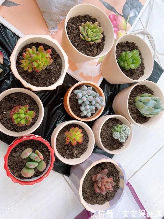 新手养多肉经常遇到的几个问题,早点知道,就能少走弯路