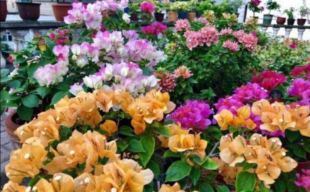 4种常见的花，冬天要“干养”，不然容易烂根落叶，难过冬