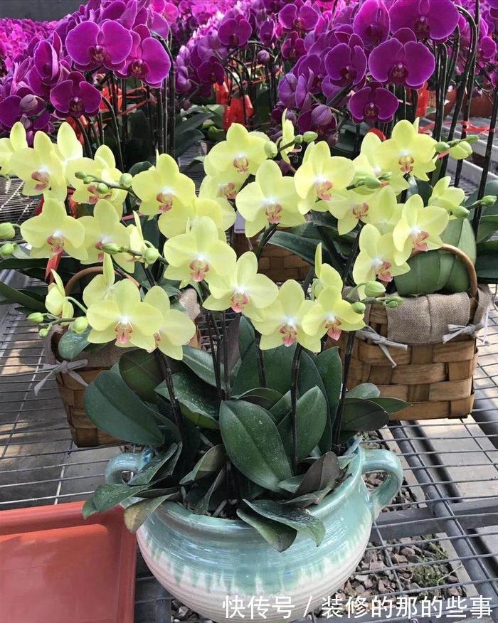 浇水|6种“泼辣花”,容易被浇死,越懒养越爆,勤快人养不好