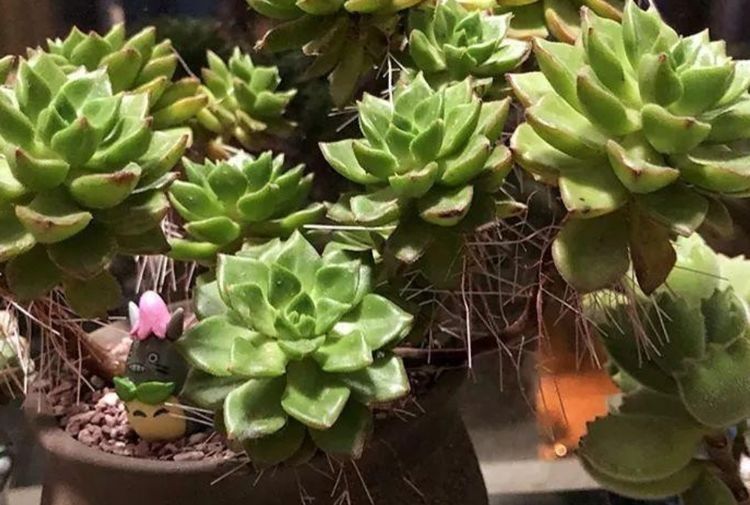 多肉长气生根其实是在释放“信号”,你读懂了吗?