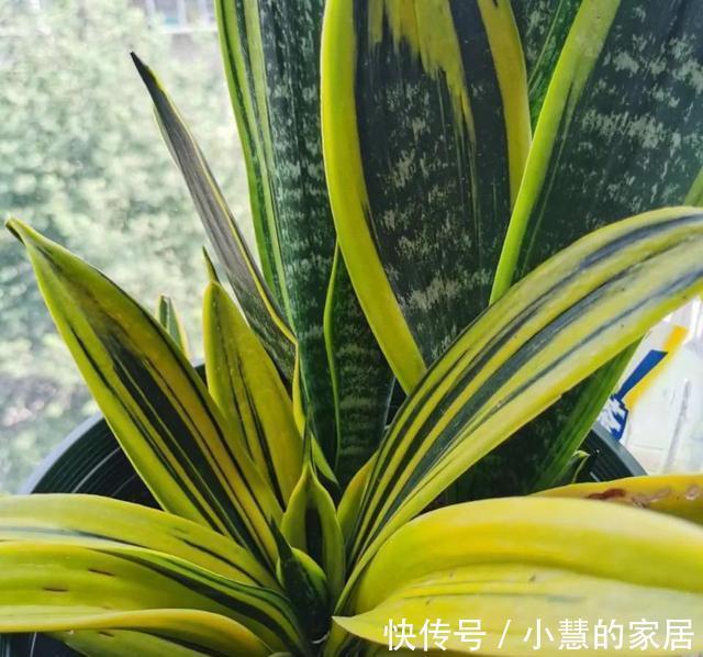 秋天养虎皮兰，必做四件事，少做一个可能会影响生长