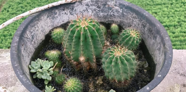 常忘记给盆栽浇水，不如就露天养仙人球，粗放管理，开花美极了