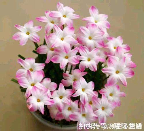 泼辣的“胖美人”10块钱买“一堆”,狂风暴雨后,妖艳花满地