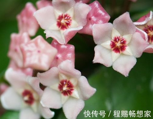 藤本花卉选“格拉汉托马斯”,全年开花,花量巨大,阳台变花园