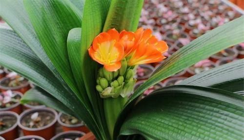 君子兰也分公母?养10年也不开花,根源在这里