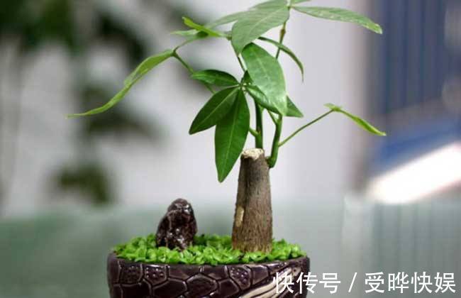 添财|家中万万要摆上这几种植物,等于添财招好运,后悔入住才察觉