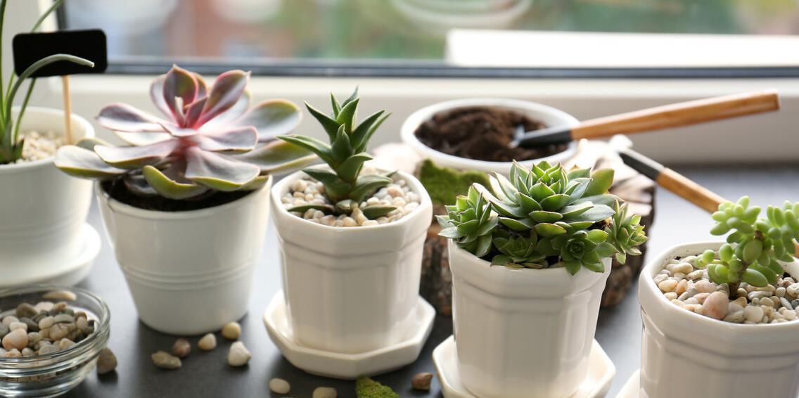 冬天养多肉,记住七句口诀,能把“瘦肉”养成“肥肉”