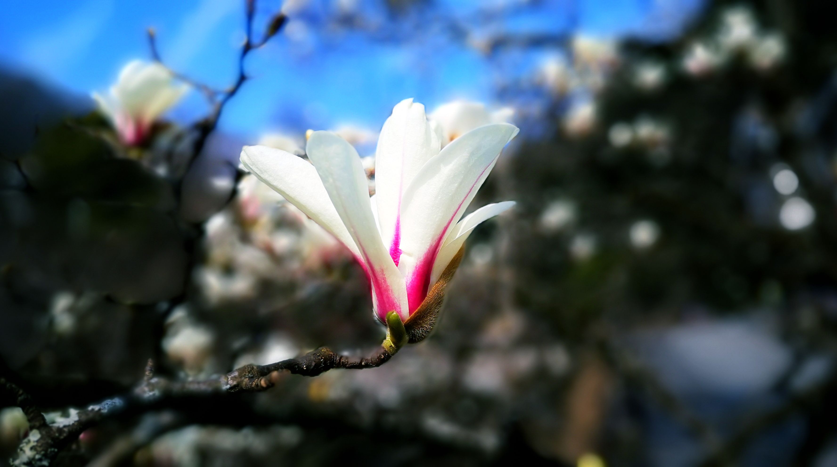 春意|黄山风景区:望春花开枝头,春意满山满谷