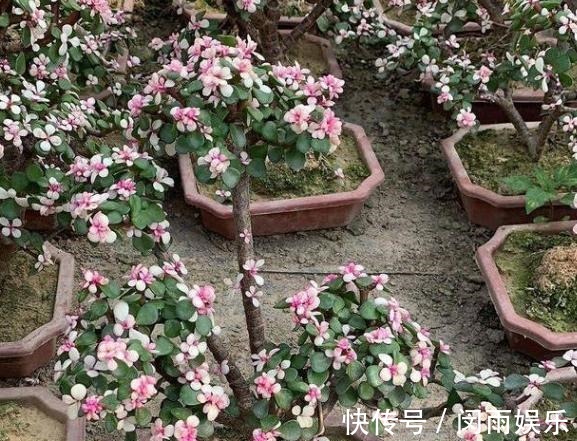 马齿觅|阳台盆栽花卉,怕难度大、开花少就养盆金枝玉叶,可赏花观叶