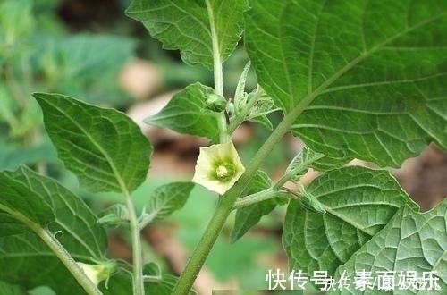 红菇娘|农村一种像灯笼的野草,含在牙疼处,几分钟后就能消除牙痛