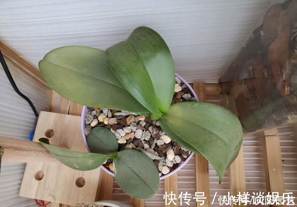 水苔|蝴蝶兰买回家,开完花以后,水苔换成植料,第二年还能接着开