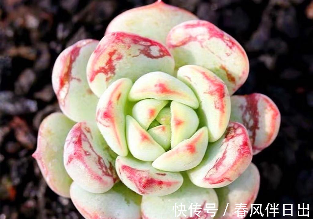 多肉界从不以瘦为美,环肥才是王道,把多肉养胖有三个高招