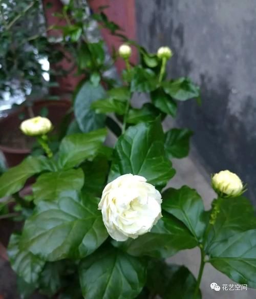 春天，这八种花，剪个枝插土里就活，养养就开花，错过了就要等明年了！