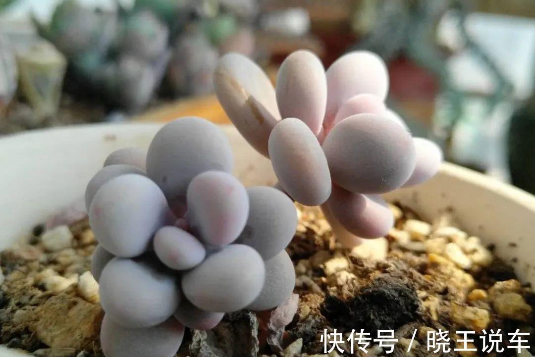 冬天多肉也难养,做到三多三少,状态不减也美艳