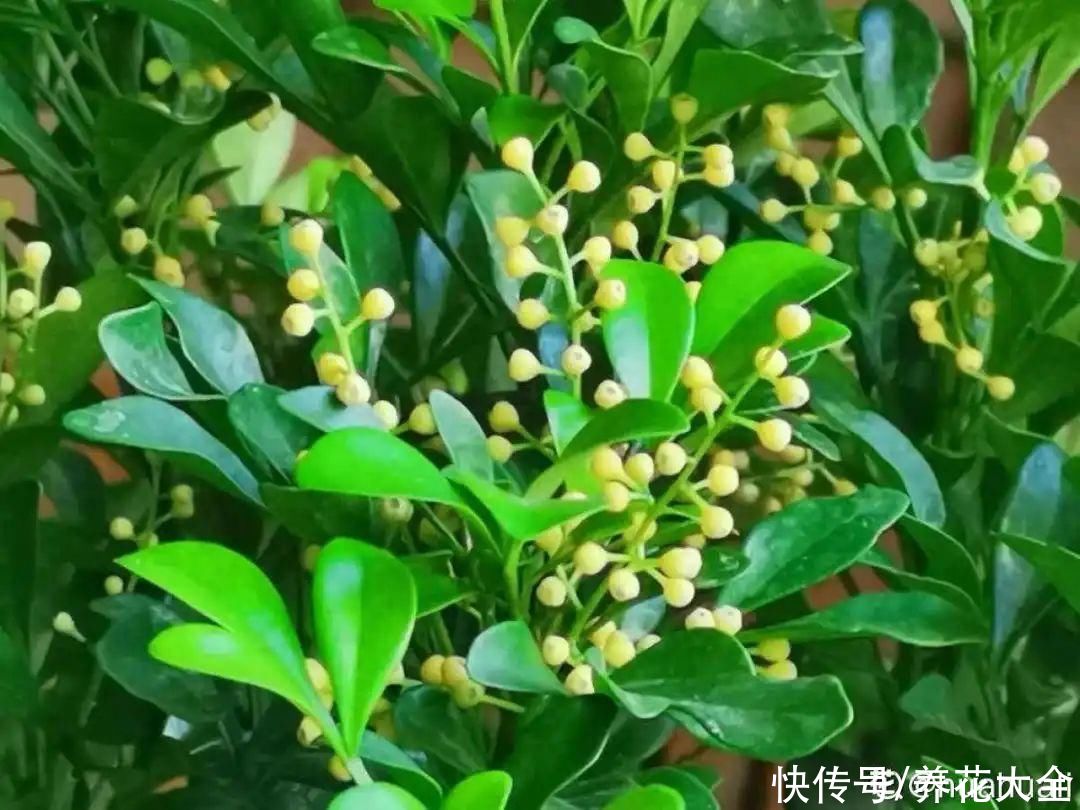 花盆里有蚂蚁是好事 花盆里有蚂蚁是好事