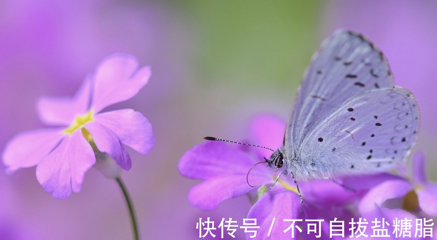 旧情人|9月，爱情驾到依然是你，3生肖兜兜转转，躲不过旧情人，笑着复合