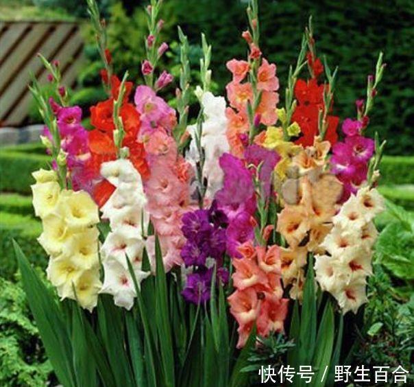 家养几种花,花期长,花色艳丽,开成花海,邻居都羡慕!